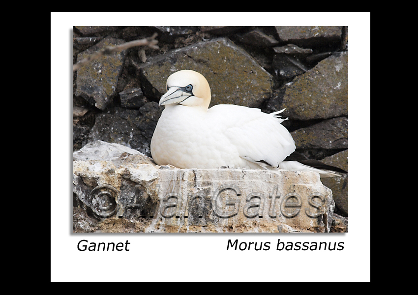 Gannet brooding her egg